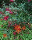 Colourful border with flowering Fuchsia and Hemerocallis