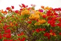 Colourful bougainvillea Royalty Free Stock Photo