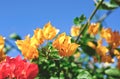 Colourful bougainvillea flower