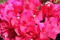 Colourful bougainvillea in the sun in Cuba