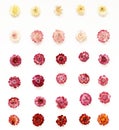 Colourful bright pattern made of flowers Royalty Free Stock Photo