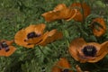 Colourful bright poppy flowers close up photo on a bright sunny day in Lithuania