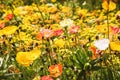 Alpine poppy meadow