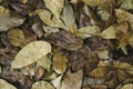 Colourful brown autumn fallen leaves on brown forest soil background