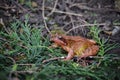 A colourful brown green and orange frog in my wildlife garden