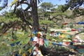 Colorful buddhist prayer flags of wudangzhao temple, adobe rgb Royalty Free Stock Photo