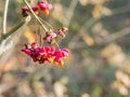 Colourful bunch of fruit of European spindle, Euonymus europaeus, in autumn, Netherlands