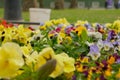 Colourful bunch of mixed flowers closeup Royalty Free Stock Photo