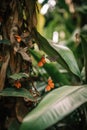 Colourful butterflies over green leaves in forest, created using generative ai technology