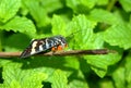 Colourful butterfly