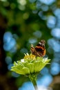 Colourful butterfly closeup of nature in summer time