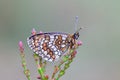 Butterfly covered in tiny dew drops Royalty Free Stock Photo