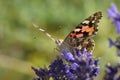 Colourful butterfly feeding on lavender flowers Royalty Free Stock Photo