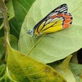 Colourful butterfly siting on a leaf