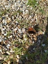 Colourful butterfly sitting atop the pebbles