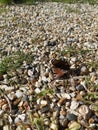 Colourful butterfly sitting atop the pebbles