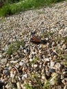 Colourful butterfly sitting atop the pebbles