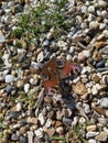 Colourful butterfly sitting atop the pebbles