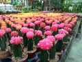Colourful Cactus Royalty Free Stock Photo