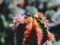 Colourful Cactus flower plant nature flowers Royalty Free Stock Photo