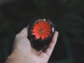 Colourful Cactus flower plant nature flowers on hand, Nature background Royalty Free Stock Photo