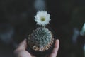 Colourful Cactus flower plant nature flowers on hand, Nature background Royalty Free Stock Photo