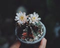 Colourful Cactus flower plant nature flowers on hand Royalty Free Stock Photo