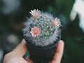 Colourful Cactus flower plant nature flowers on hand Royalty Free Stock Photo