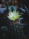 Colourful Cactus flower plant nature flowers, Nature background Royalty Free Stock Photo