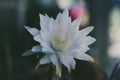 Colourful Cactus flower plant nature flowers