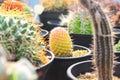 Colourful Cactus for gardening