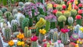 Colourful Cactus Shop Royalty Free Stock Photo