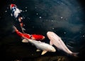 Colourful Calf Fishes freely swimming in a lake