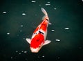 Colourful Calf Fishes freely swimming in a lake