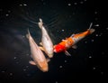 Colourful Calf Fishes freely swimming in a lake