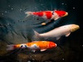 Colourful Calf Fishes freely swimming in a lake