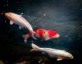 Colourful Calf Fishes freely swimming in a lake