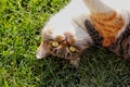 A colourful cat relaxing on the garden. She is ready for game. She has green eyes. The cat lying on back and resting Royalty Free Stock Photo