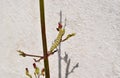 Colourful caterpillar on the plant in the sunlit garden. Royalty Free Stock Photo