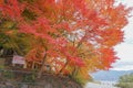 the colourful changing colour trees in autumn around Fuji Mountain at Lake Kawaguchiko, Japan