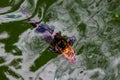 Colourful charming Koi Carp Fishes moving in pond. Carp fishes swims under water surface Royalty Free Stock Photo