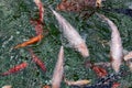 Colourful charming Koi Carp Fishes moving in pond. Carp fishes swims under water surface Royalty Free Stock Photo