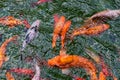 Colourful charming Koi Carp Fishes moving in pond. Carp fishes swims under water surface Royalty Free Stock Photo