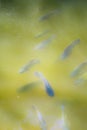 Colourful charming Koi Carp Fishes moving in pond with shadow and light reflection, Carp fishes swims under water surface Royalty Free Stock Photo