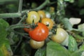 Colourful cherry tomatoes ripening on one branch Royalty Free Stock Photo