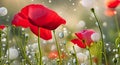 A close up of a poppy field with raindrops Royalty Free Stock Photo