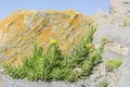 The colourful coastal cliffs of pembrokeshire