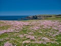 Colourful coastal wildflowers growing on the rocky, rugged, Atlantic coast of the Isle of Lewis in the Outer Hebrides, Scotland,