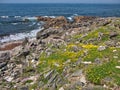 Colourful coastal wildflowers growing on the rocky, rugged, Atlantic coast of the Isle of Lewis in the Outer Hebrides, Scotland,