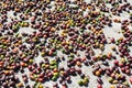 Colourful Coffee Beans in Costa Rica